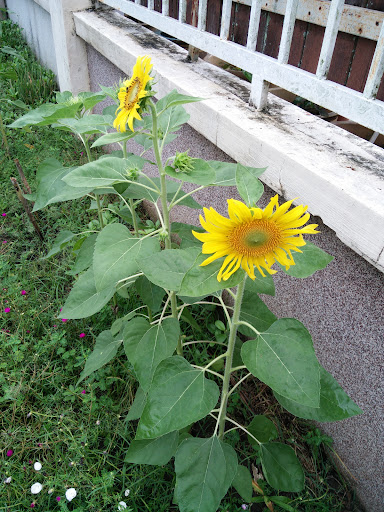 City Tyres & Batteries